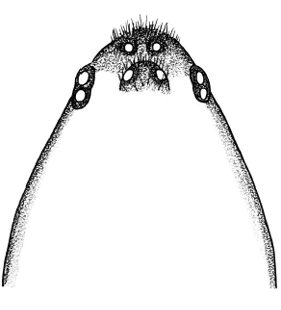 speciesimage
