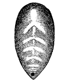 speciesimage