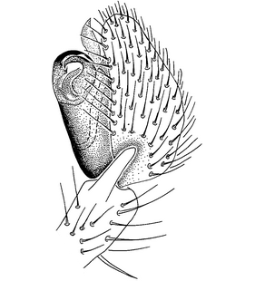 species