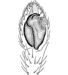 species