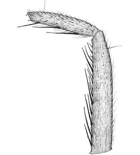 species