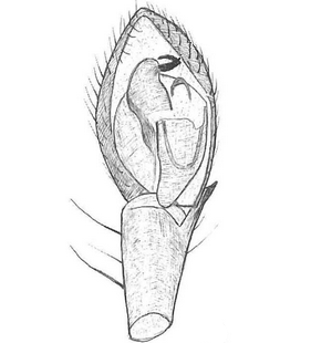 species