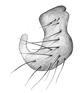 species