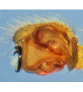 species
