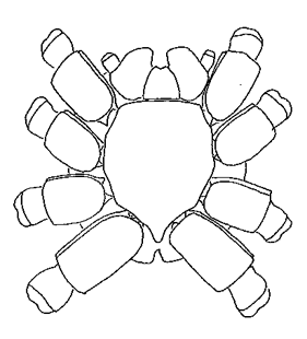 speciesimage