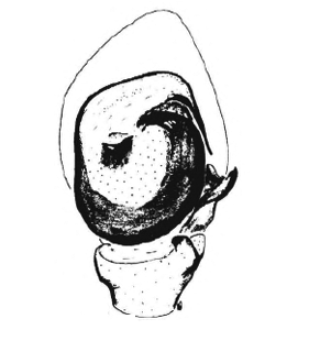 speciesimage