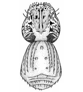 speciesimage