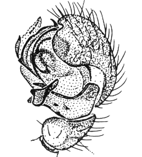 speciesimage
