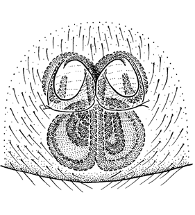 speciesimage