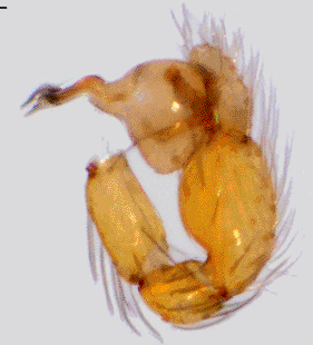 speciesimage