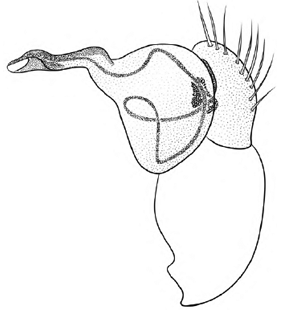 speciesimage