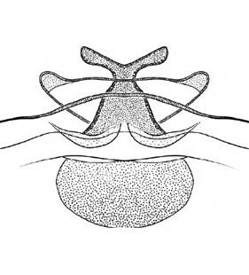 speciesimage