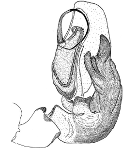 speciesimage