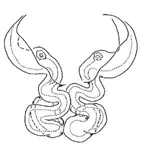 speciesimage