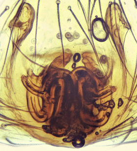 speciesimage