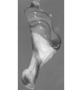 speciesimage