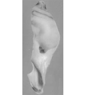 speciesimage