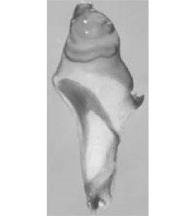 speciesimage
