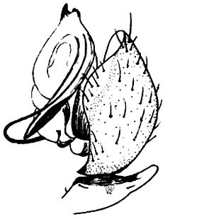 speciesimage