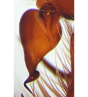 speciesimage