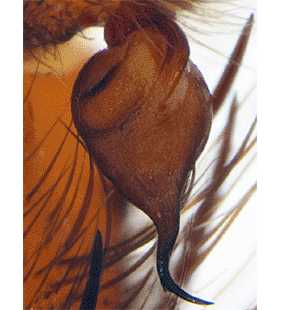 speciesimage