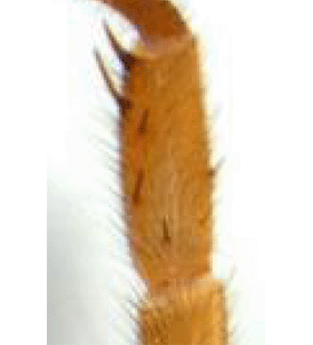 speciesimage