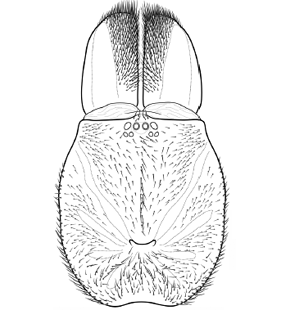speciesimage