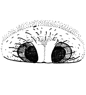 speciesimage
