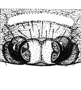 speciesimage
