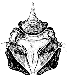 speciesimage