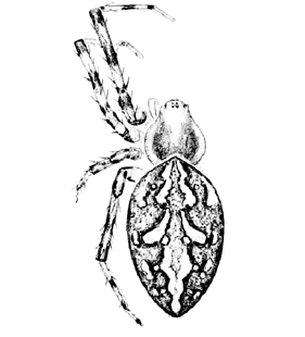 speciesimage