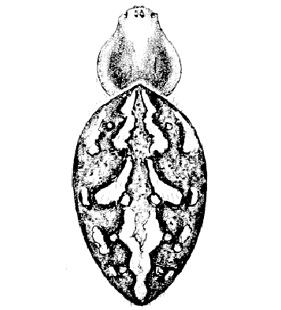 speciesimage