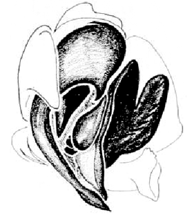 speciesimage