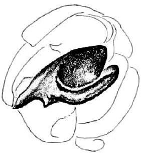 speciesimage