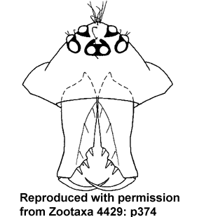 speciesimage