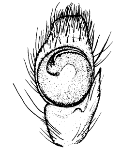 species