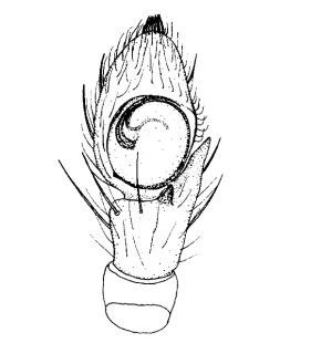 species
