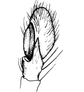 species