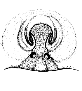 species