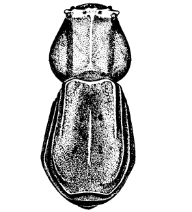 species