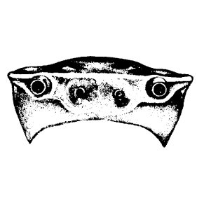 species