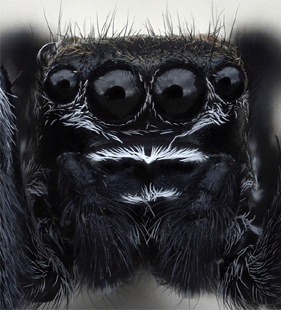 speciesimage