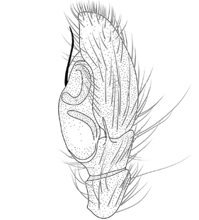 speciesimage
