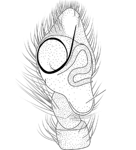 speciesimage