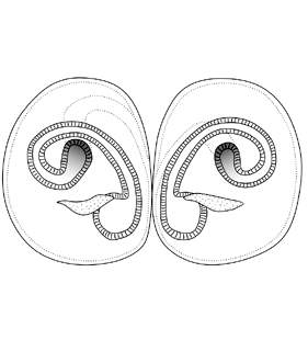 speciesimage