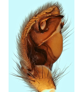 speciesimage