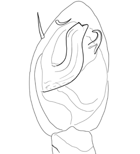 speciesimage
