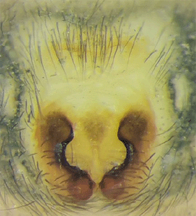 speciesimage
