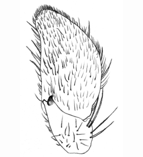 speciesimage