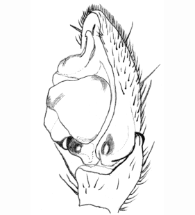 speciesimage
